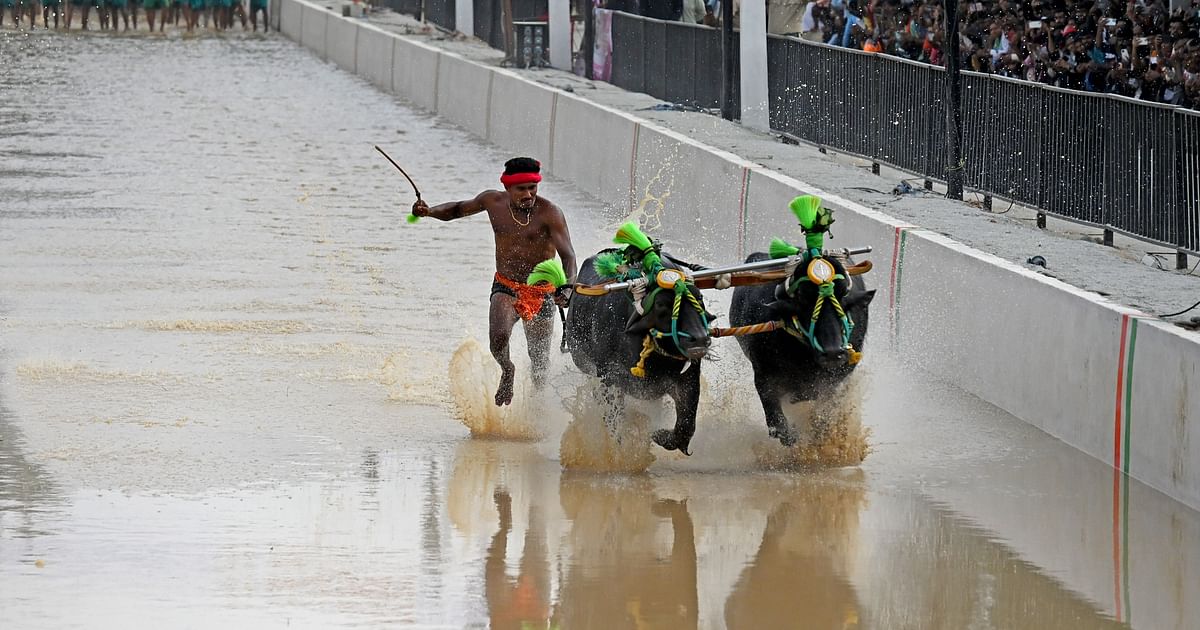Bengaluru Kambala: Record-breaking runs, victorious buffaloes keep crowds on edge