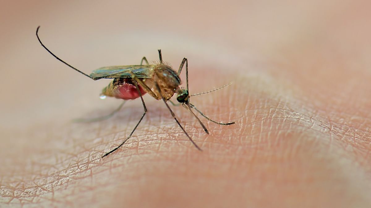 Sample of mosquitoes tests positive for Zika virus in Karnataka's Chikkaballapur 
