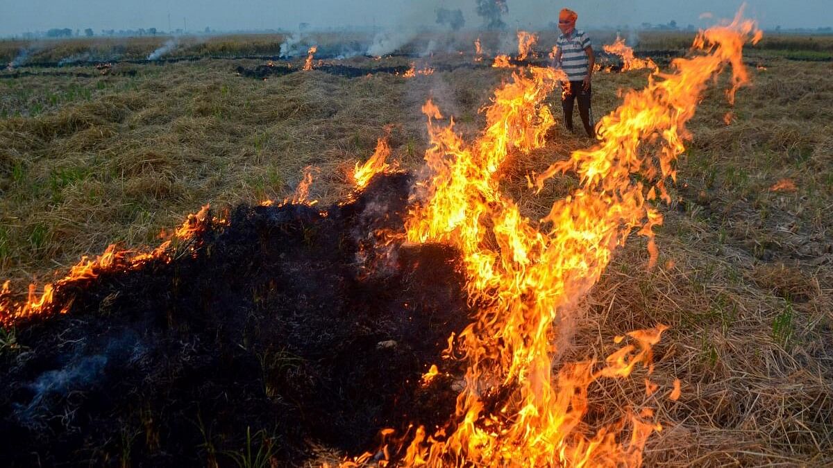 Punjab records 637 farm fires as farmers continue to set paddy straw ablaze