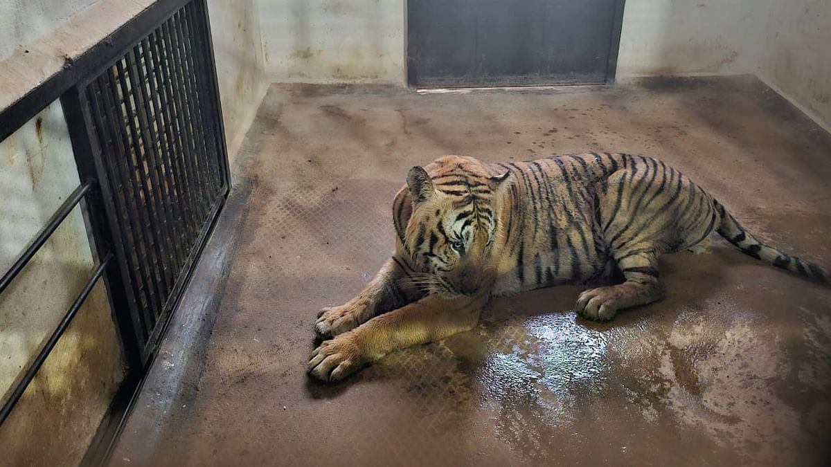Tiger that killed woman on November 24 captured in Mysuru
