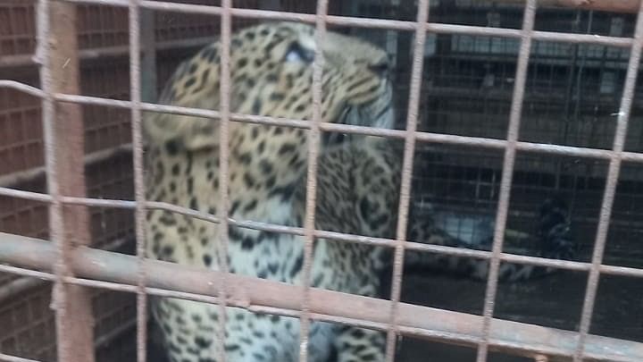 Three-year-old leopard falls into trap near Kanakapura, relocated