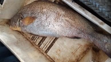 Pakistani fisherman becomes millionaire overnight after selling rare fish