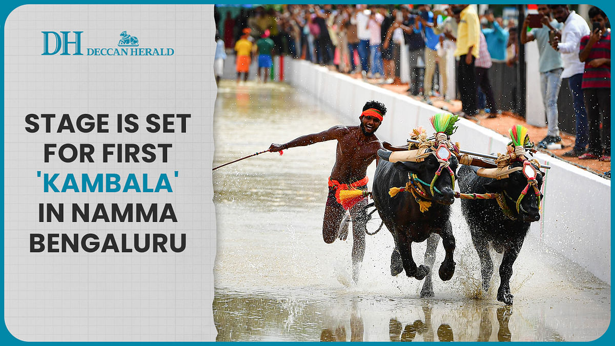 Bengaluru, are you ready for 'Kambala' this weekend? | Here's all the info you need
