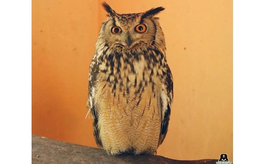 The Bengal eagle-owl is poached due to misinformation that the feather extensions on their heads have mystical properties.