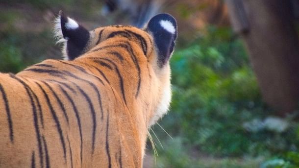 Bodies of two tigers found in Karnataka's Chamarajanagar