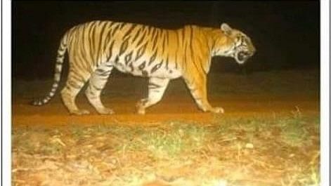 Big cat remains found in Tadoba Andhari reserve, Maya the tigress feared dead