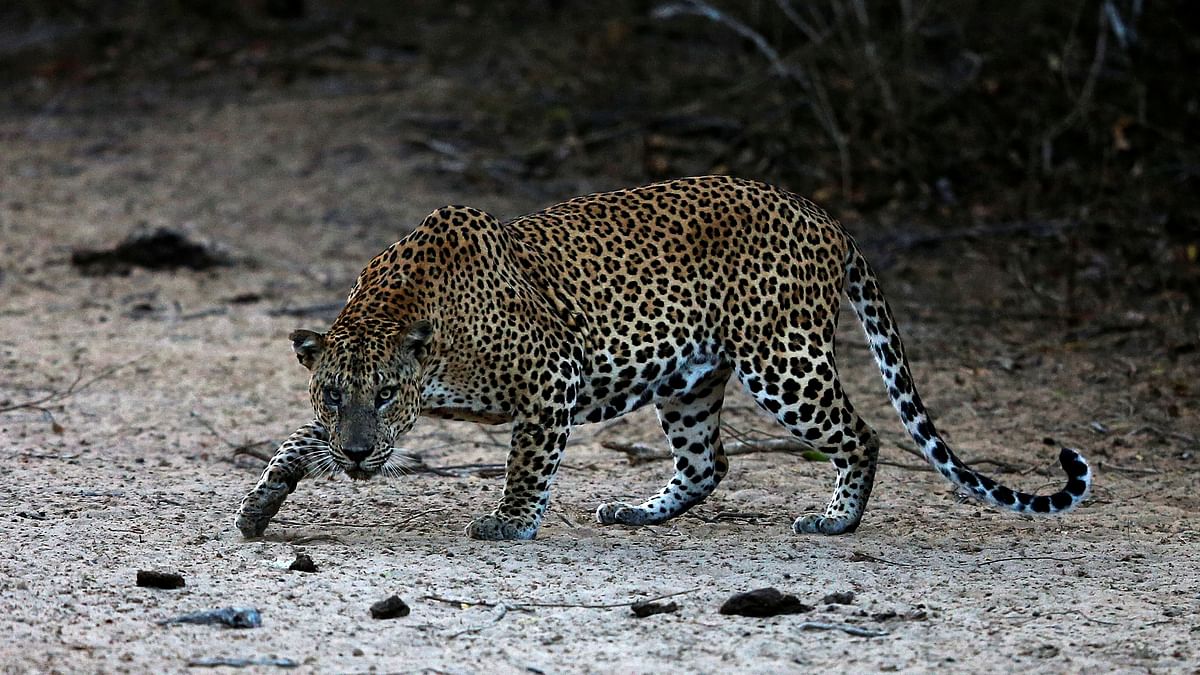 Forest dept on alert to rescue second leopard off NICE Road