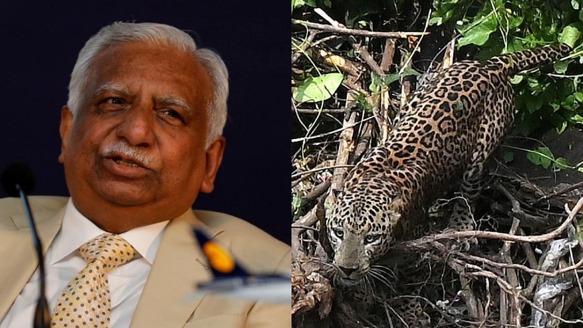 DH Evening Brief: ED attaches assets worth Rs 503 cr of Jet Airways founder; Elusive leopard shot dead by forest officials in Bengaluru