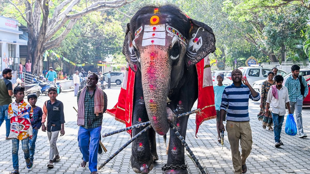 Captive and miserable: Study flags plight of Karnataka's domesticated elephants