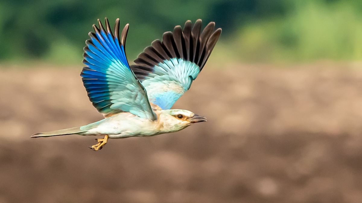 After 3-year lull, winged visitors flock to Karnataka's sites  