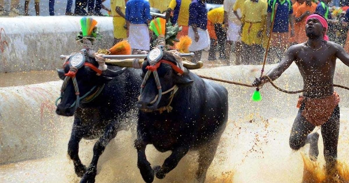 Eleven pairs of buffaloes emerge victorious in first-ever Kambala held in Bengaluru