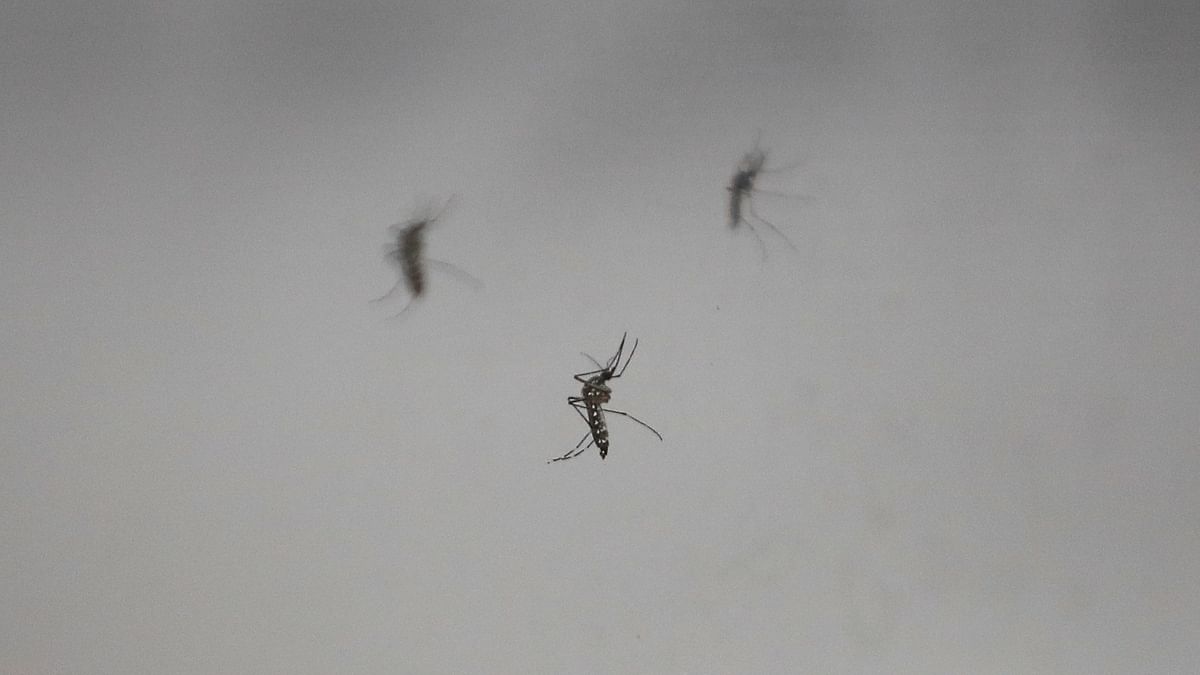 Rising temperatures, longer monsoon drive Bangladesh's worst dengue outbreak