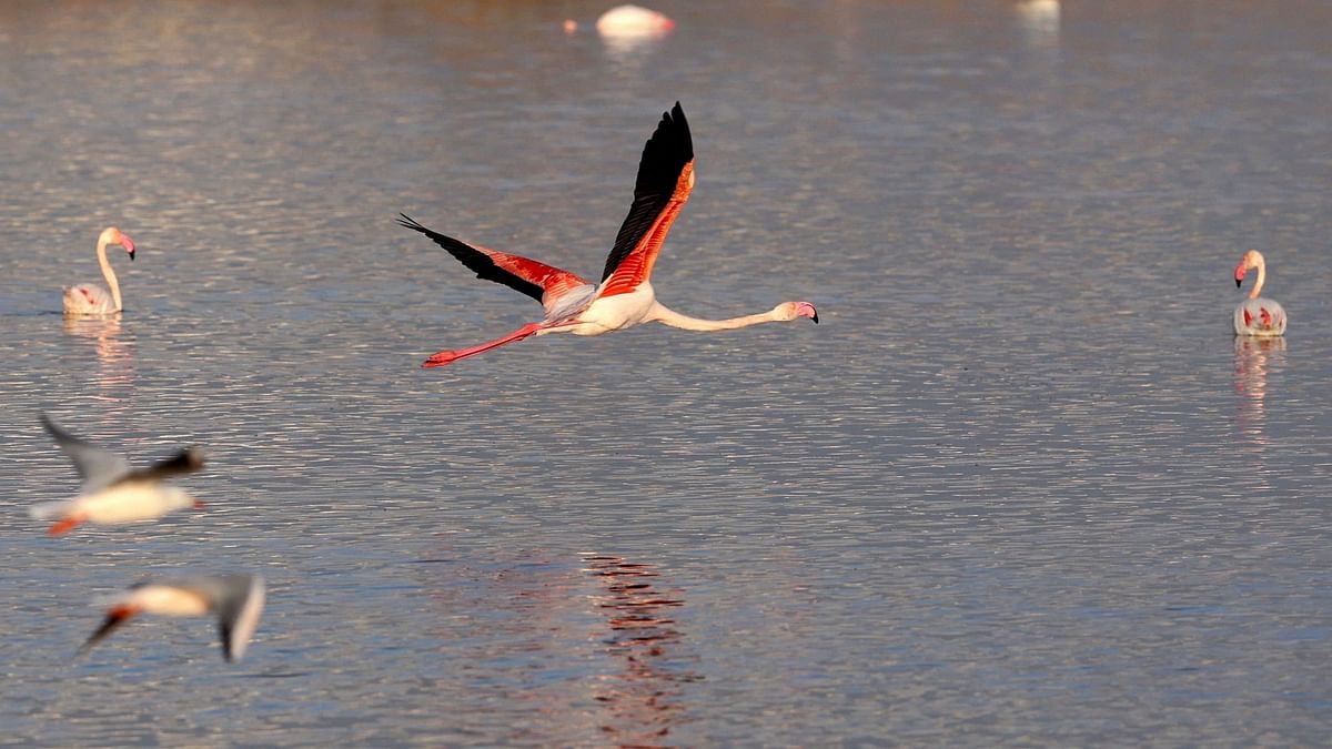 First batches of Lesser Flamingos arrive in Mumbai