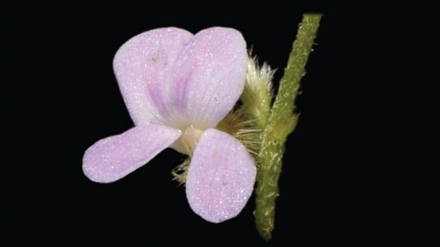 Endemic plant discovery highlights need to conserve Hesaraghatta