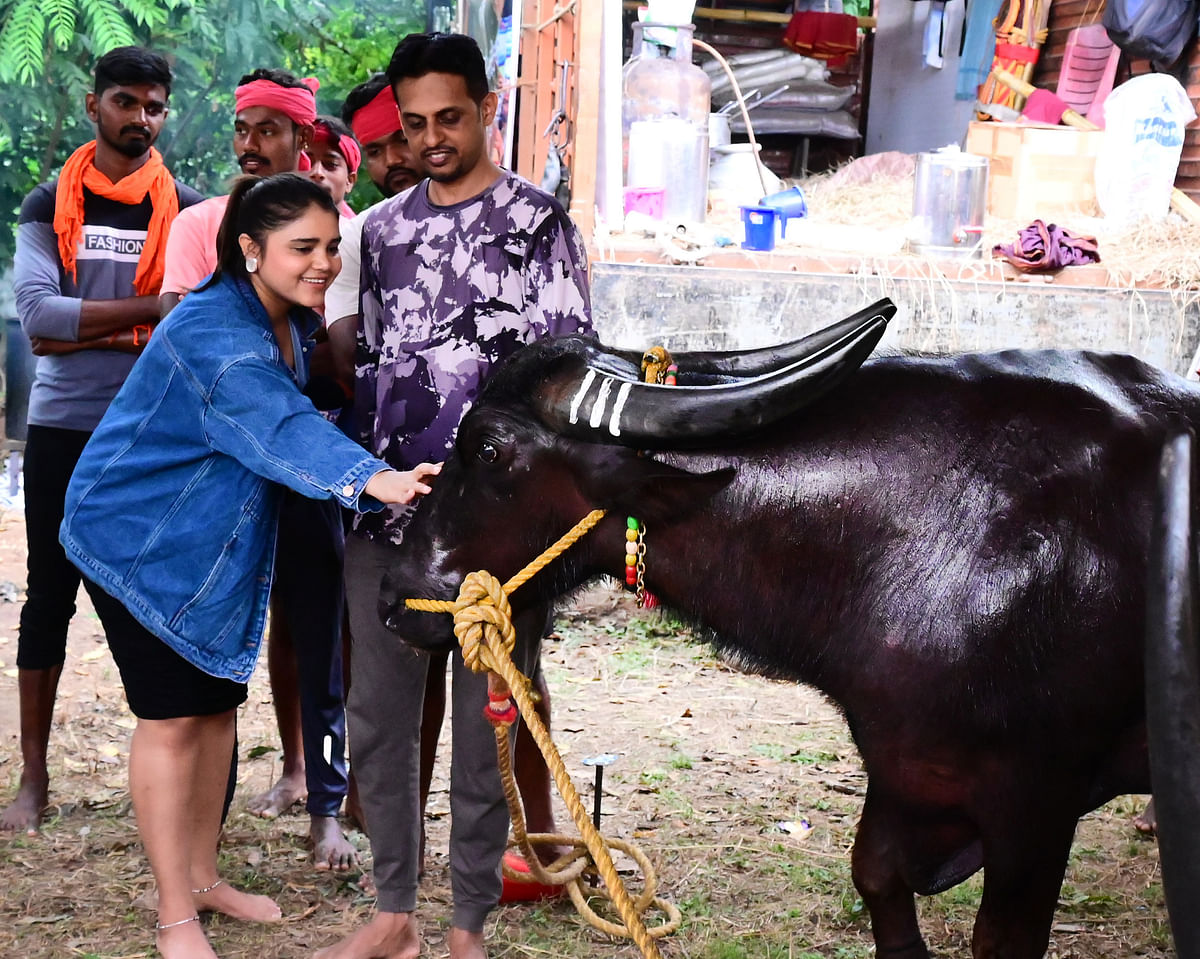 Visitors were allowed to pet the buffaloes at the Kambala venue at Palace Grounds. DH PHOTO/Kishor Kumar Bolar