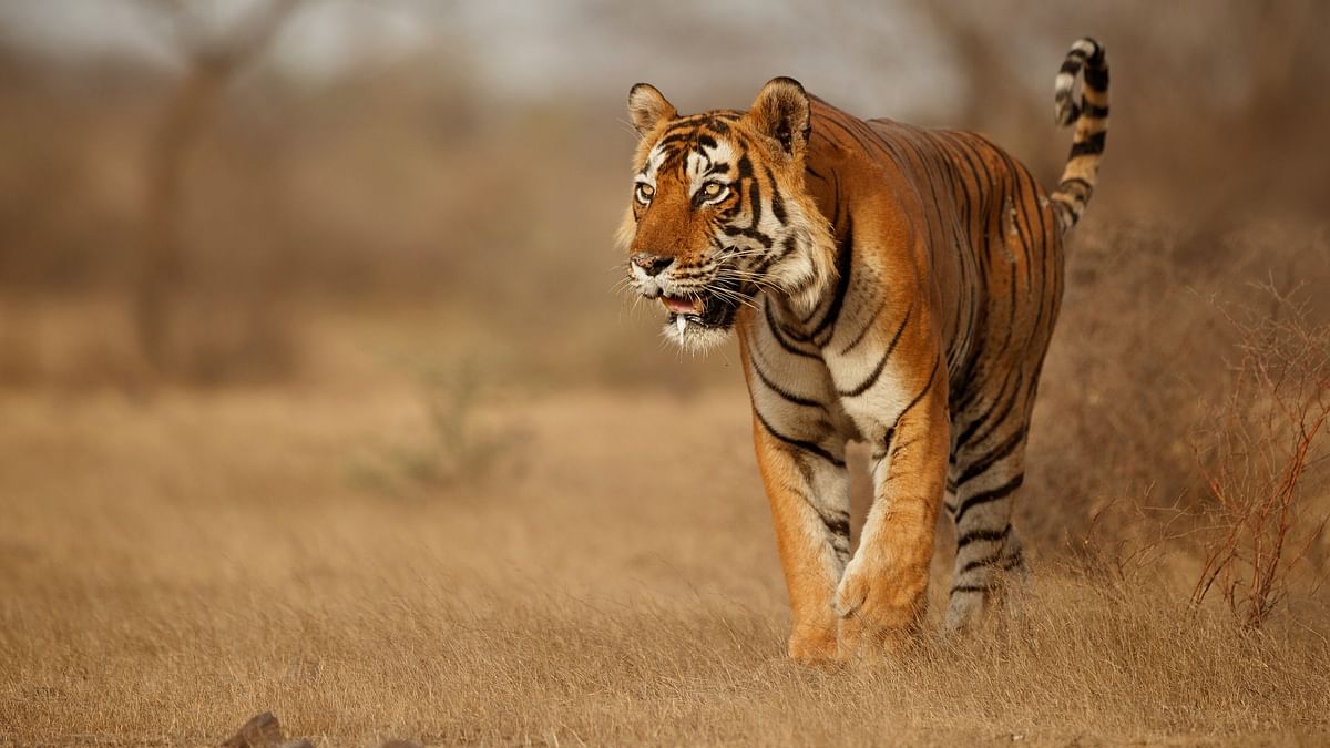 Tiger from Rajasthan enters MP's Kuno National Park; no threat to cheetahs, says official