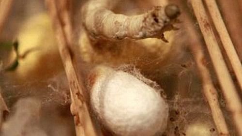 Odisha adopts new method to produce silk without killing silkworms