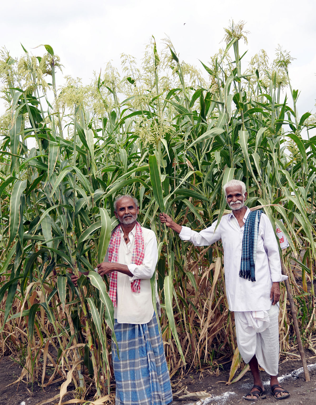 Farmers at the Jowar Diversity Block in Belagavi district.