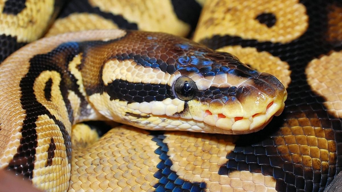 9-foot python captured at Central University in J&K’s Samba
