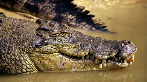Crocodile tearjerker: Man bites into croc's eye to fend off attack