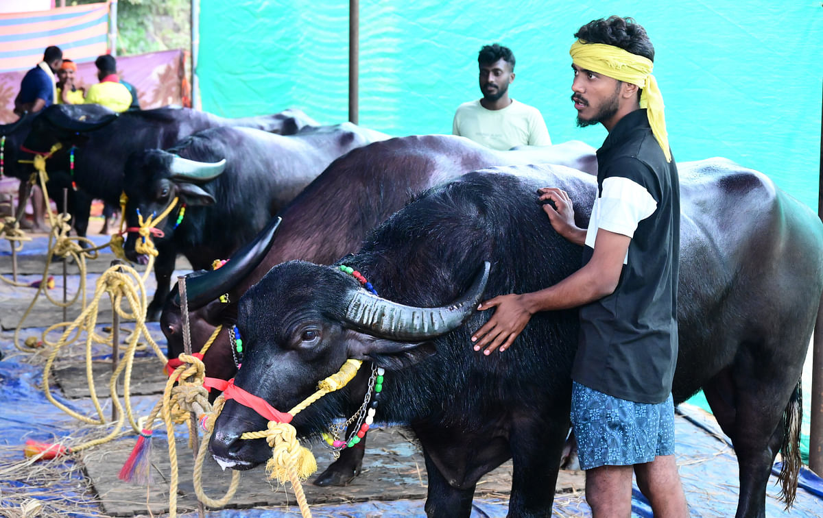 The buffaloes with their handlers at the Kambala venue at Palace Grounds. DH PHOTO/Kishor Kumar Bolar