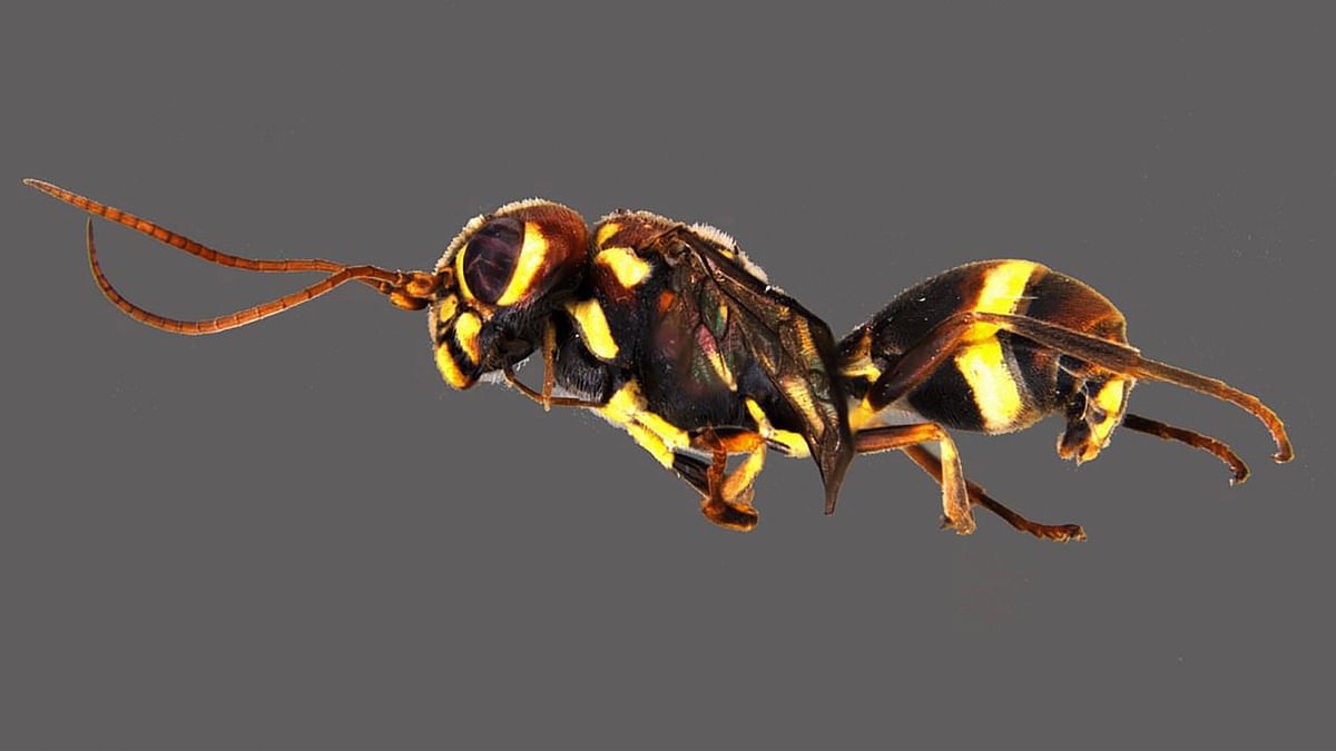 New species of wasp discovered in Kerala