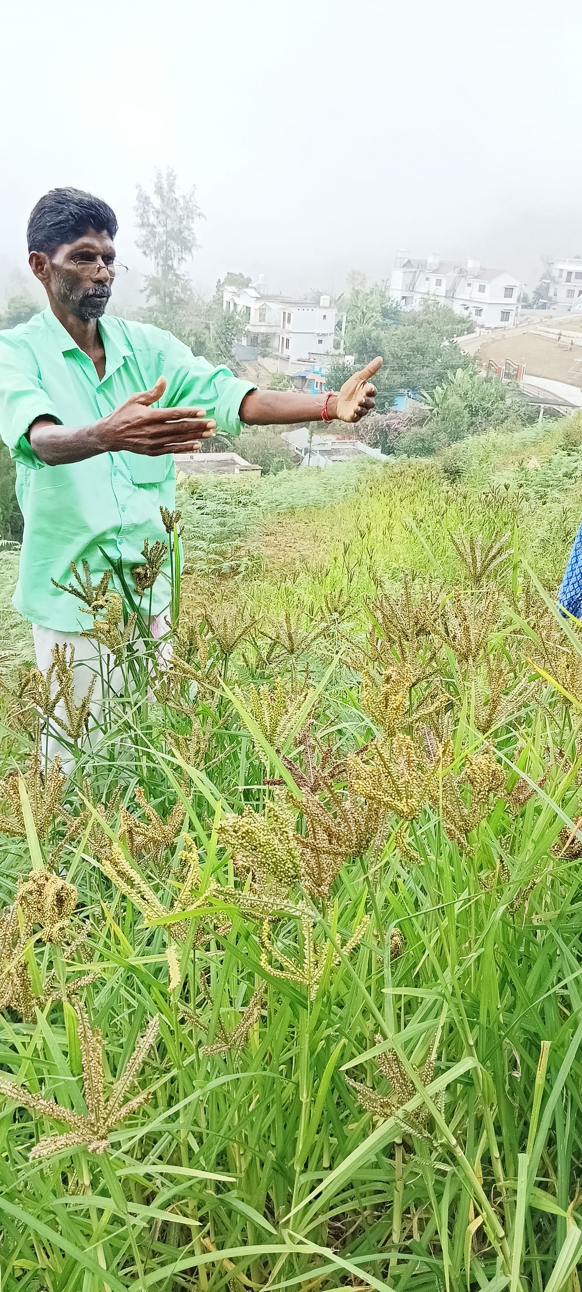 Millet farmer and coordinator R Radhakrishnan showing the yield of ragi cultivated in Kanthalloor.