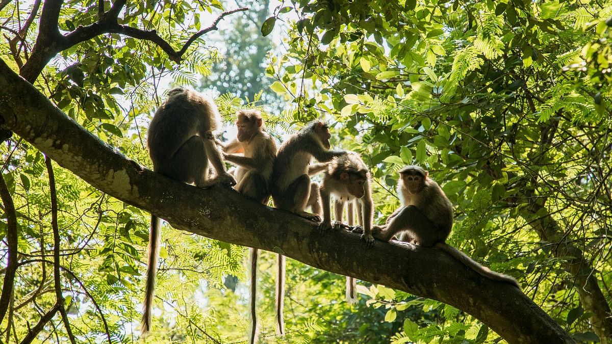 Carcass of over 28 monkeys found in Karnataka's Sullia, samples sent for testing KFD, poison