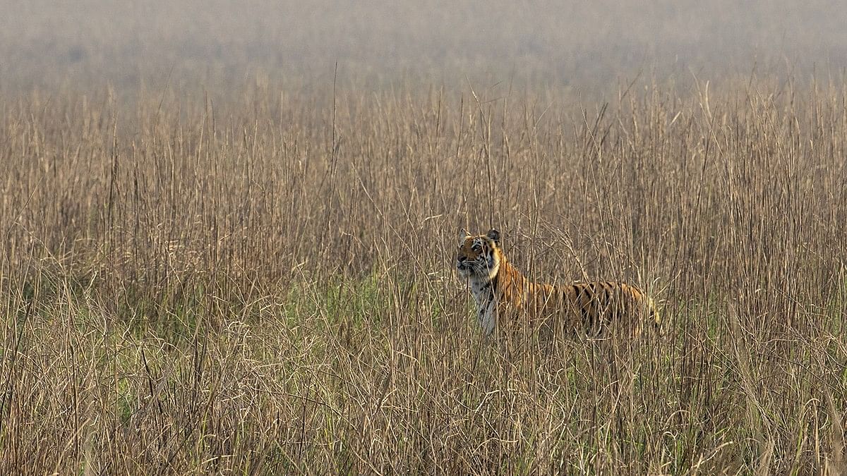 India's grasslands in peril