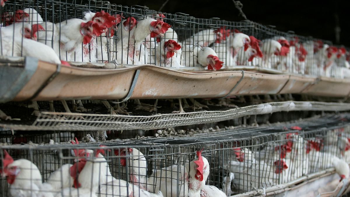 Belgium reports bird flu outbreak on farm near French border