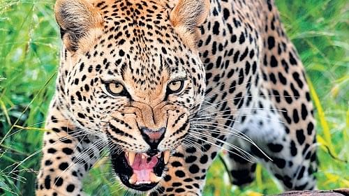3 villagers, 6 forest officials injured in leopard attack in Maharashtra’s Nashik