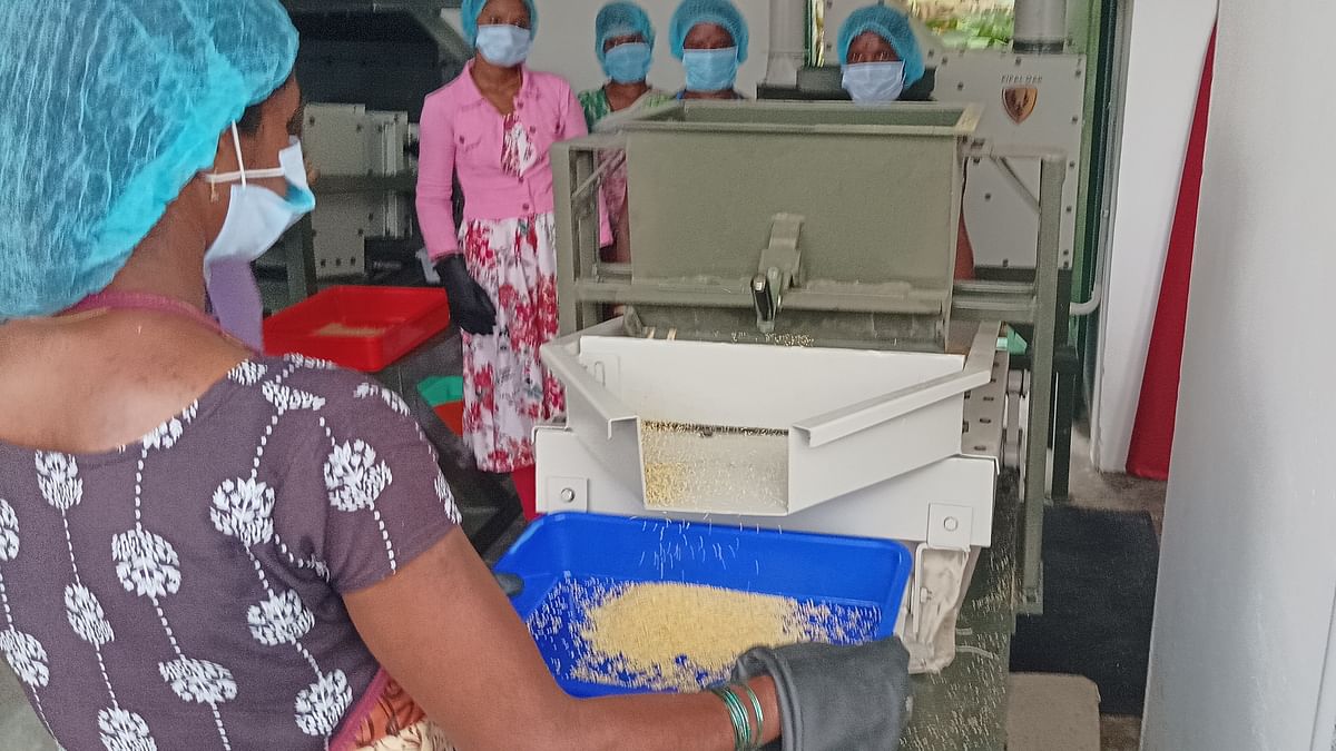 Lenovo sows seeds of millet farming revival in Kerala's Kanthalloor