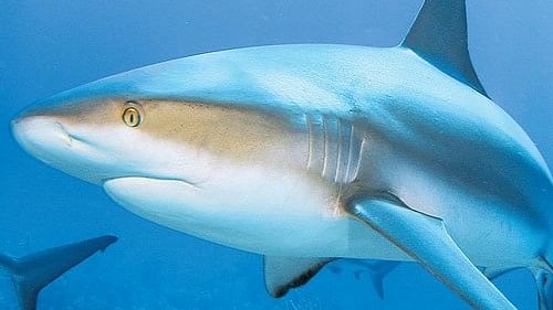 Teen killed in suspected shark attack off Australian coast 