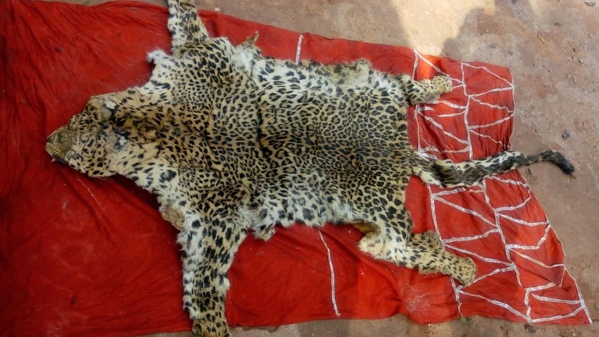 Leopard skin, nails dumped in lake in Mumbai’s Aarey forest; probe launched