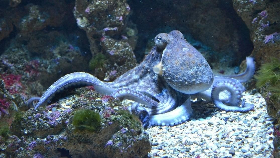 Octopuses are Colorblind. Here's how they see the world