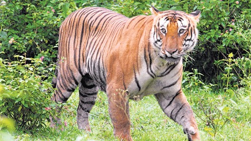 Tiger terror: Big cat that killed 3 captured in Nainital village