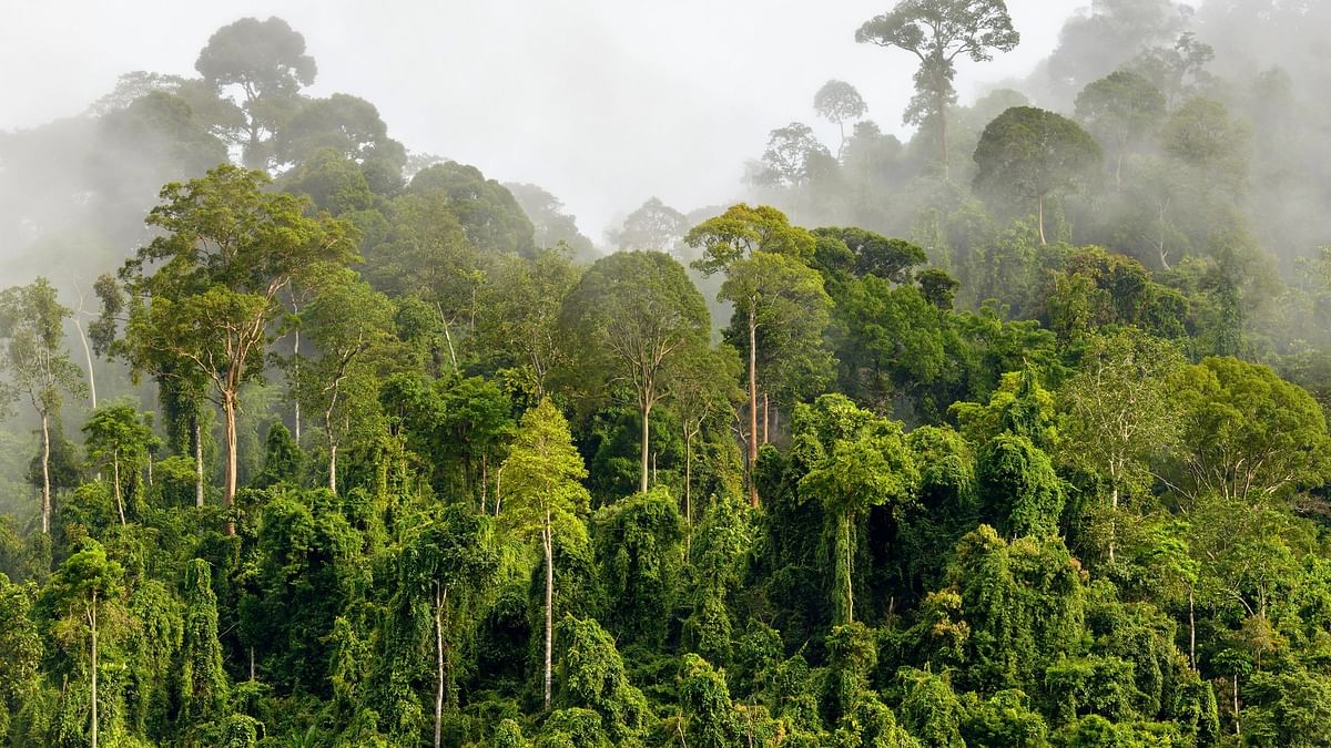 Diverse landscapes of South East Asian forests helped it survive 'Last Glacial Maximum'
