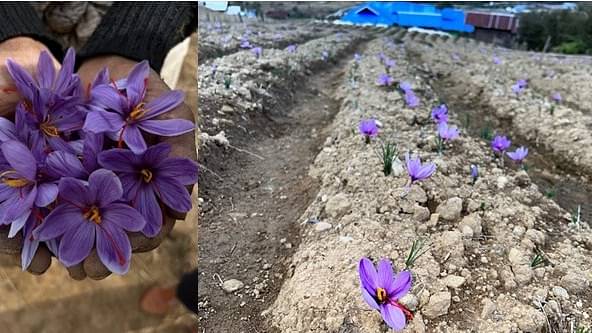 Purple blooms on North-East India hills spur hope of saffron cultivation outside Kashmir