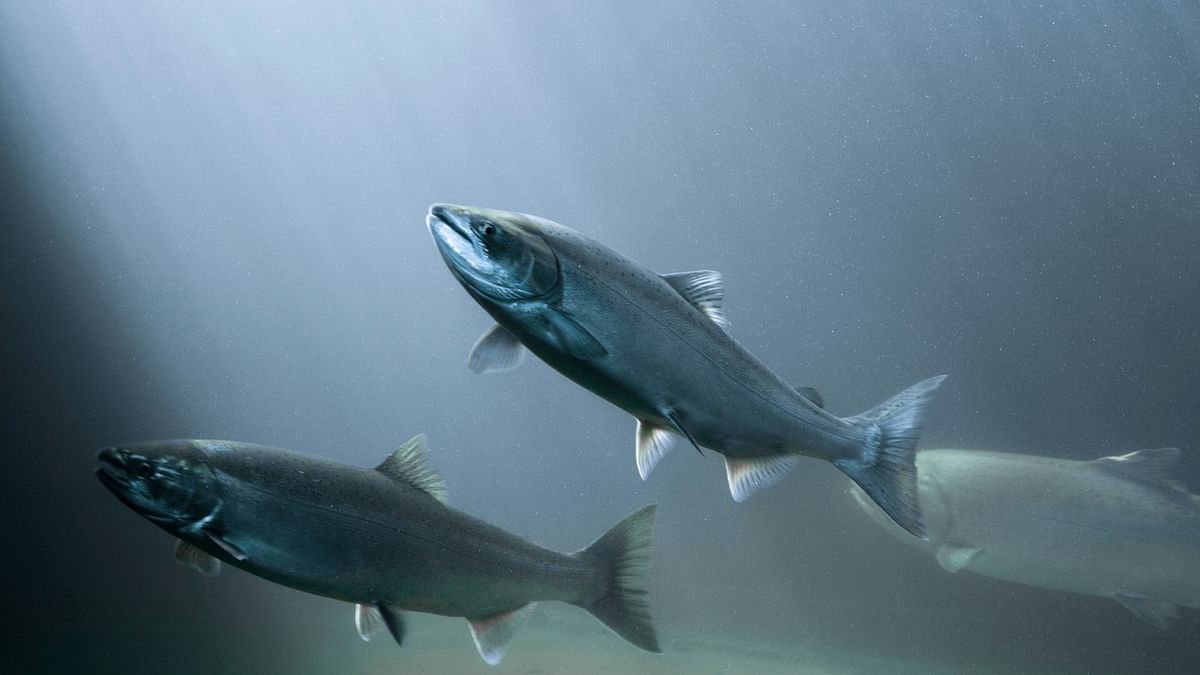 One-quarter of freshwater fish are at risk of extinction, new assessment finds