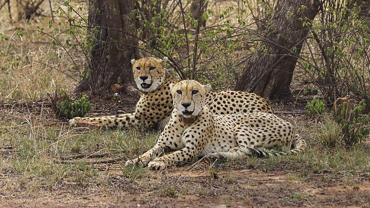 MP: Two cheetahs released in tourist zone of Kuno National Park - Vimarsana News
