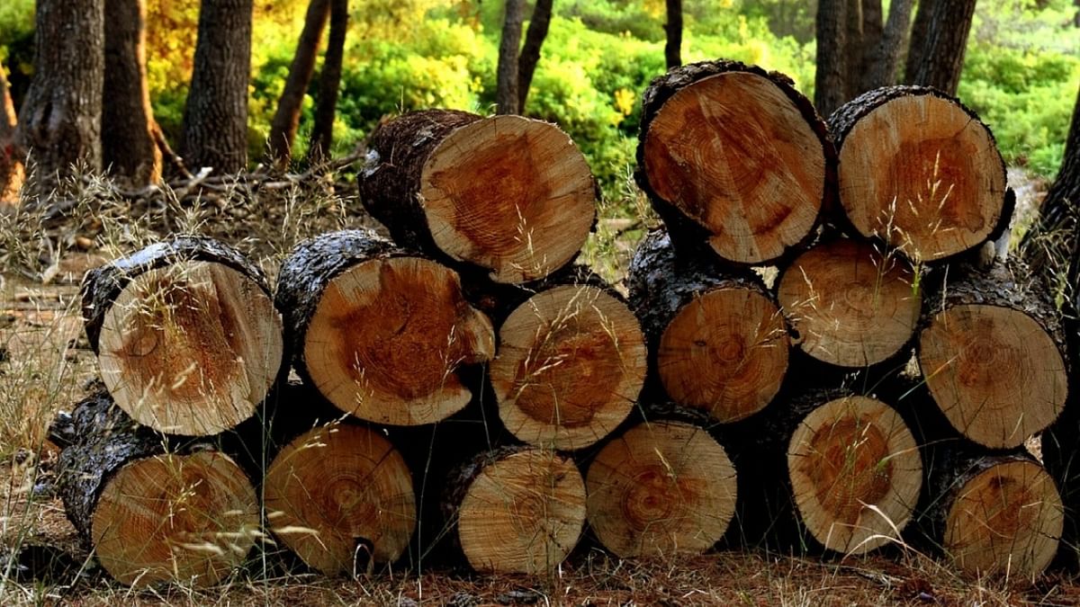 Uttarakhand GST dept files 3,500-page charge sheet in illegal timber trade case