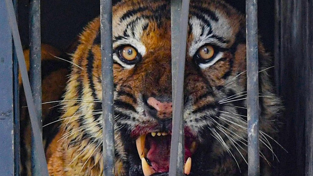 'Man-eater tiger' taken to quarantine centre in Kerala's Puthur Zoological park - Vimarsana News