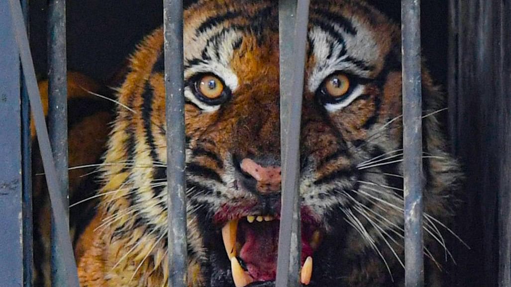 'Man-eater' tiger caged in Wayanad district finally, locals protest demanding animal be put down