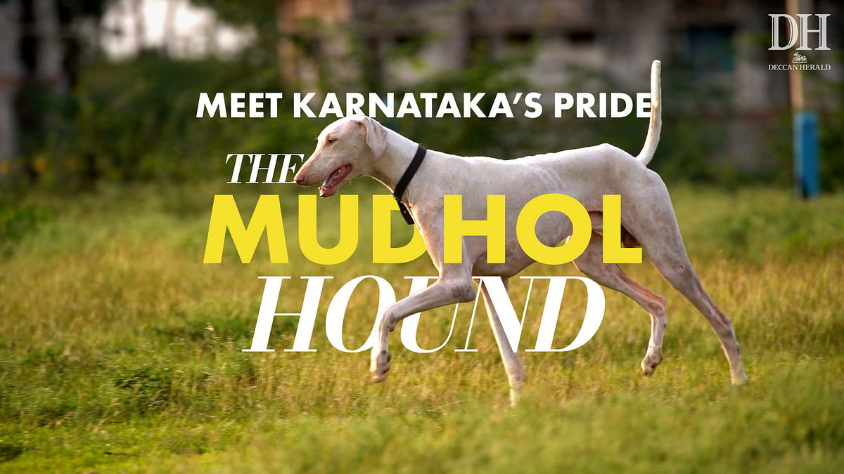 How Karnataka brought back Mudhol Hound dogs from the brink of extinction
