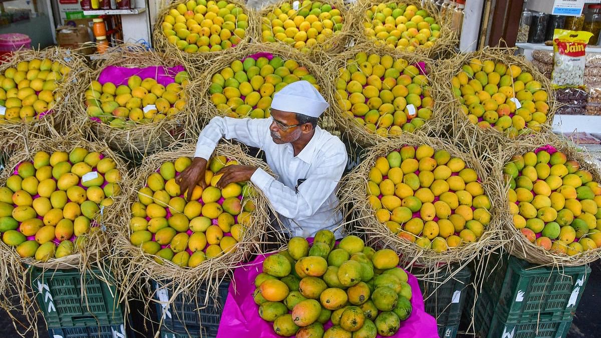 Mangoes may hit market early as growers bank on dry spell