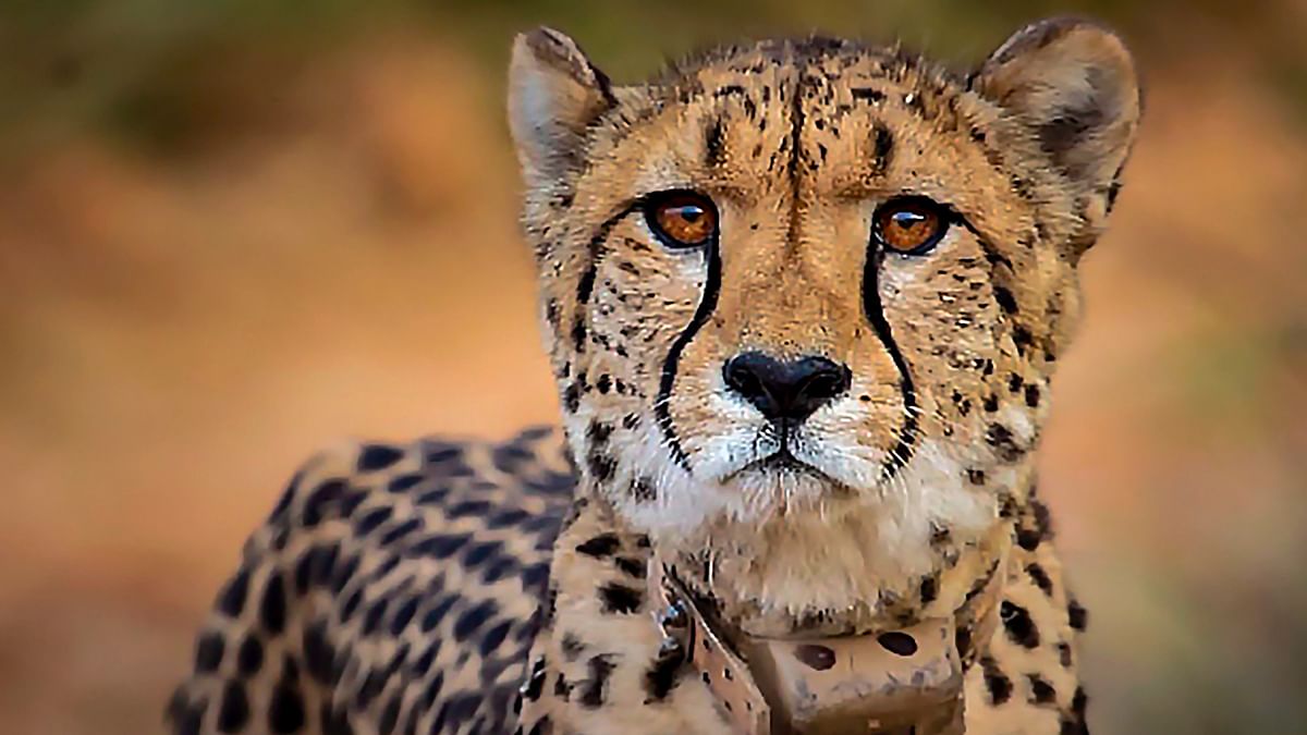 Fourth cheetah released into wild at Kuno National Park