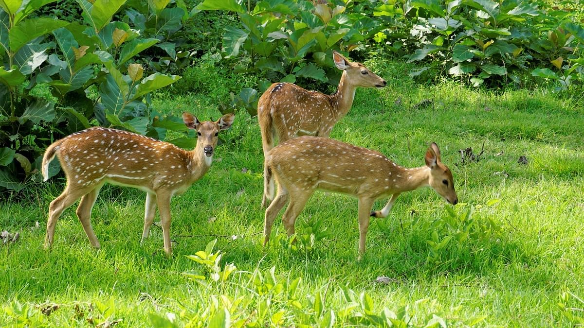 Six held for hunting spotted deer in Telangana