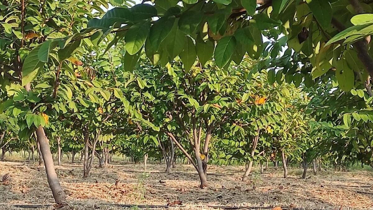 A fruit journeying from forests to farms in Yadgir