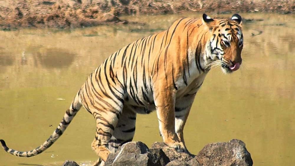 Two tigers found dead in forests of Chandrapur district