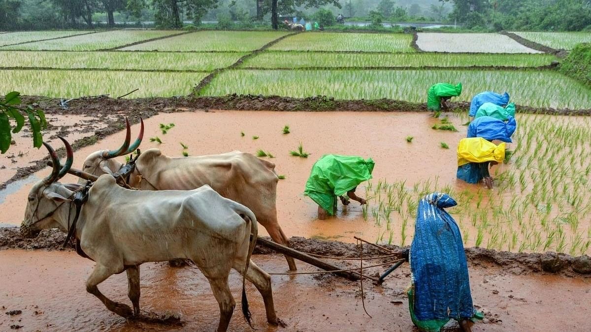 Climate change threatens India's agricultural sector, report finds